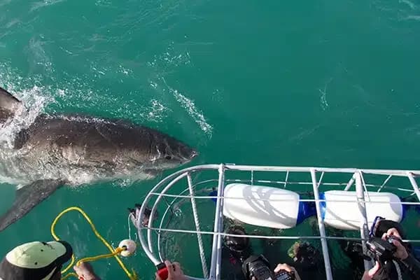 Shark Divers