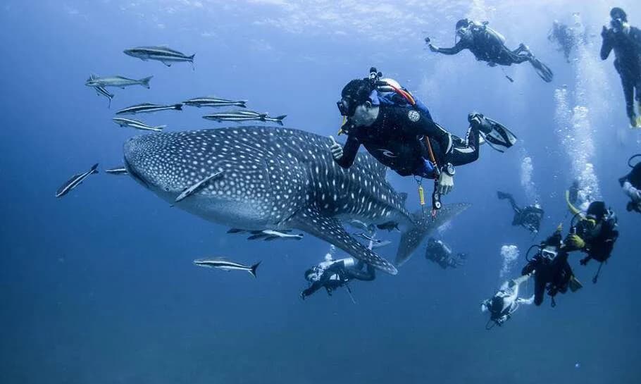 Scuba expert/krabi