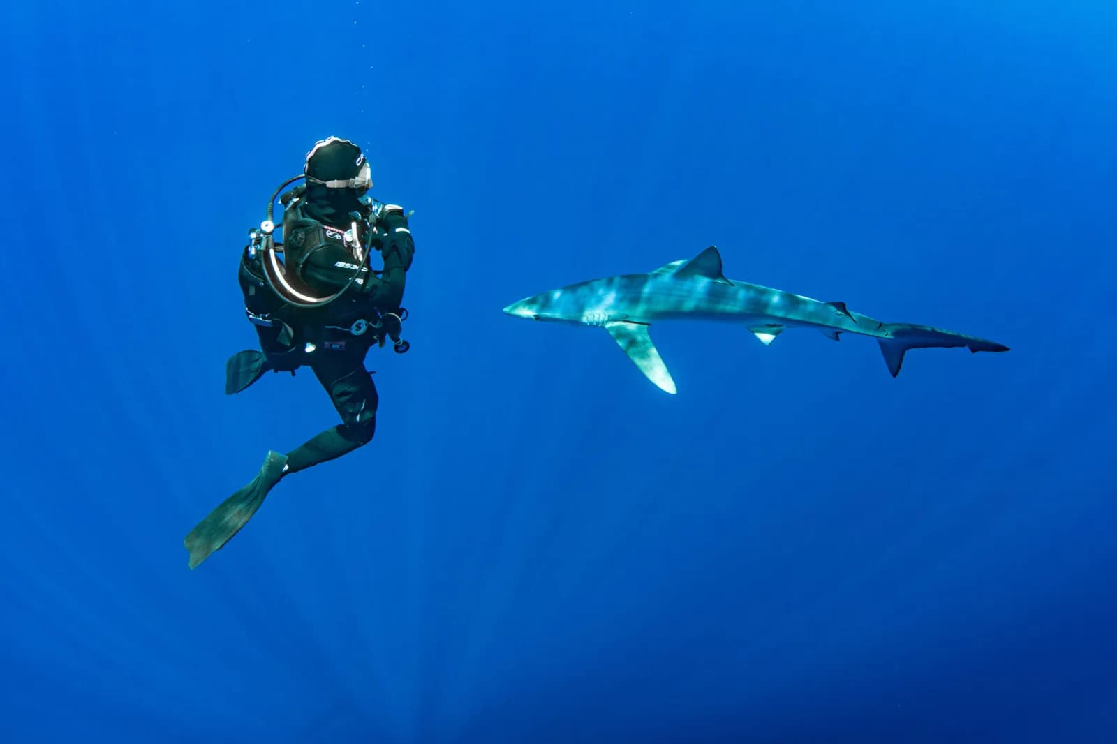 Go Shark Azores