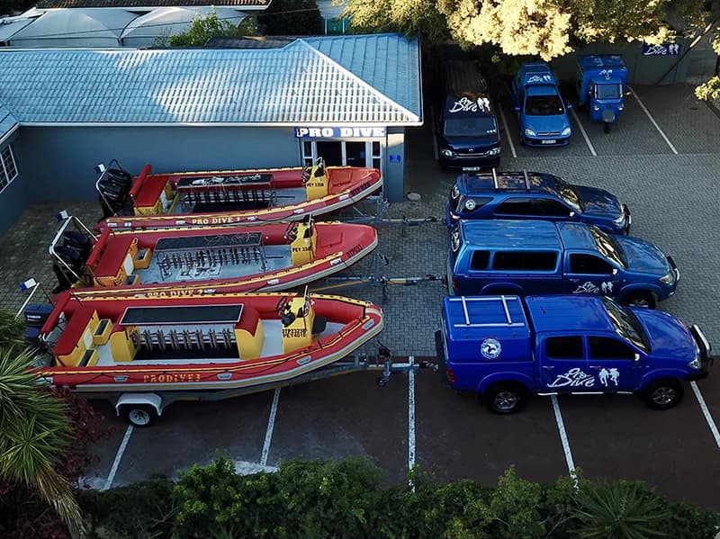 sardine run avec south coast diving