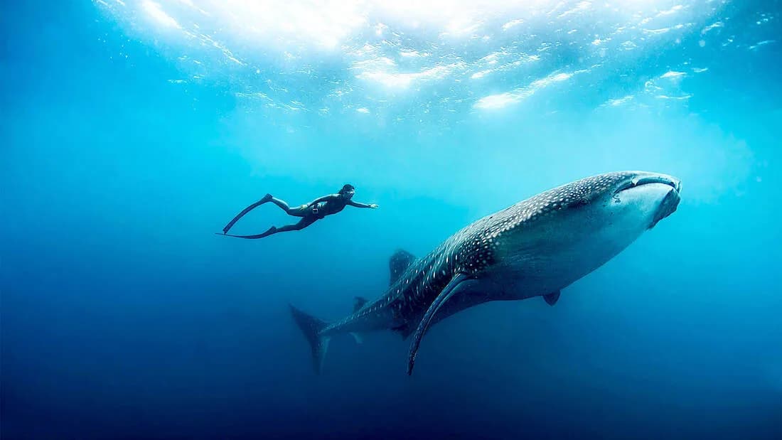 Apnea Galapagos Freediving