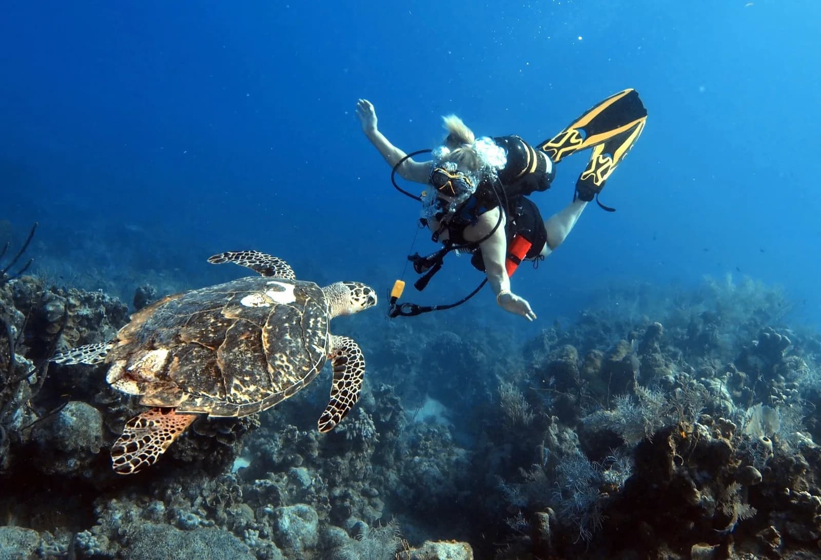 Eden Rock Diving Center Ltd