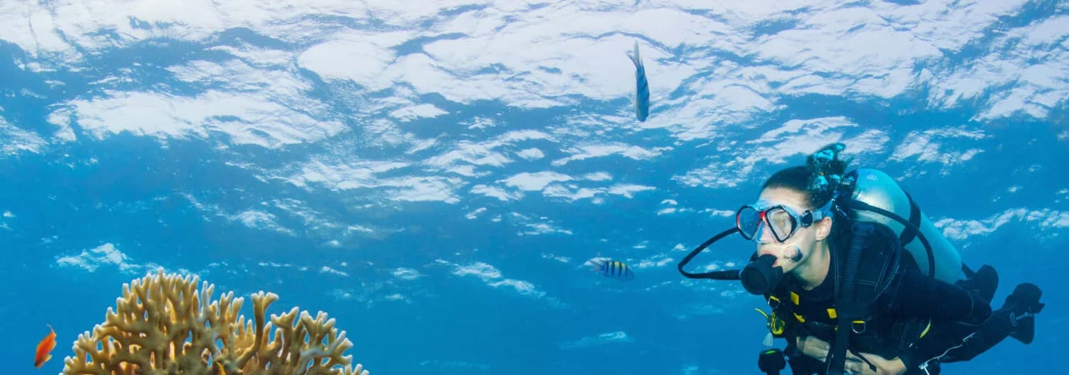 Stingray Diving