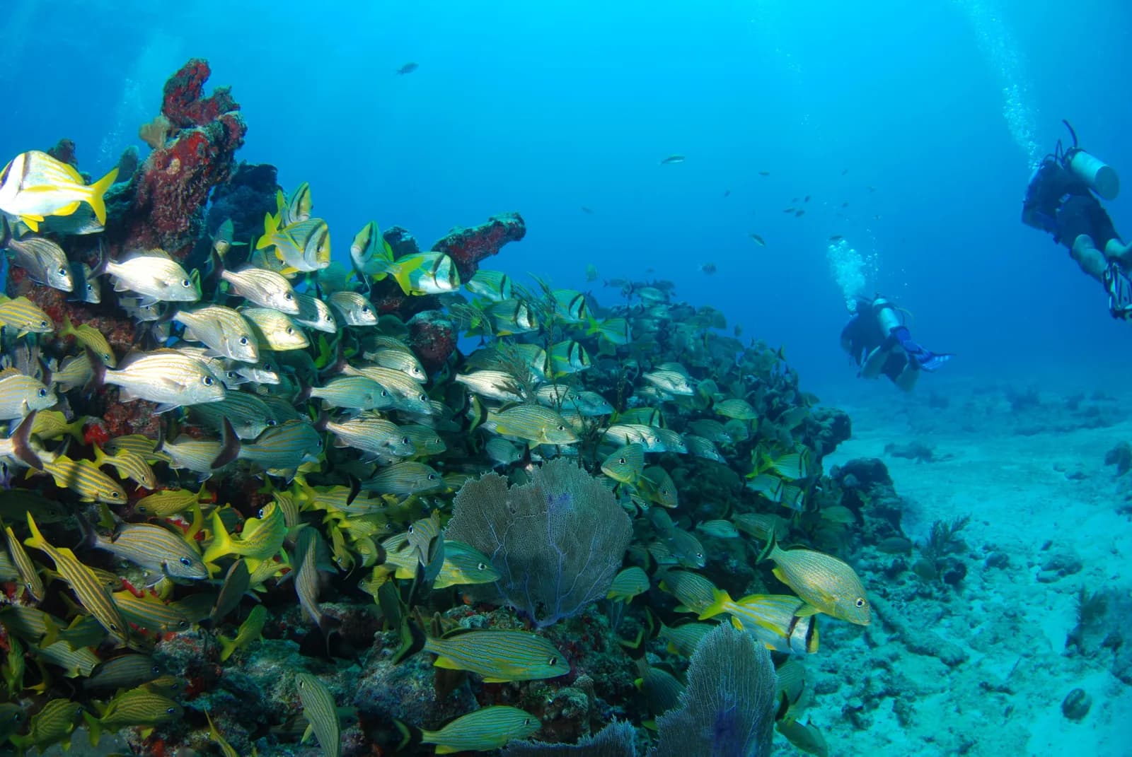 Aquanauts Dive Adventures