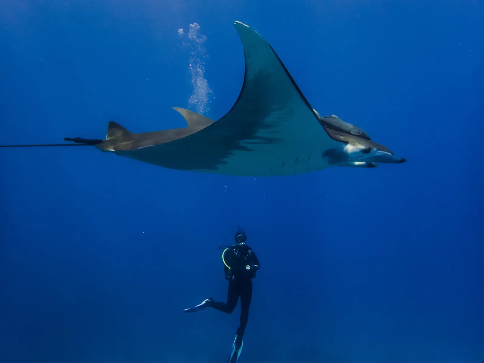 Sub-Tropic Adventures