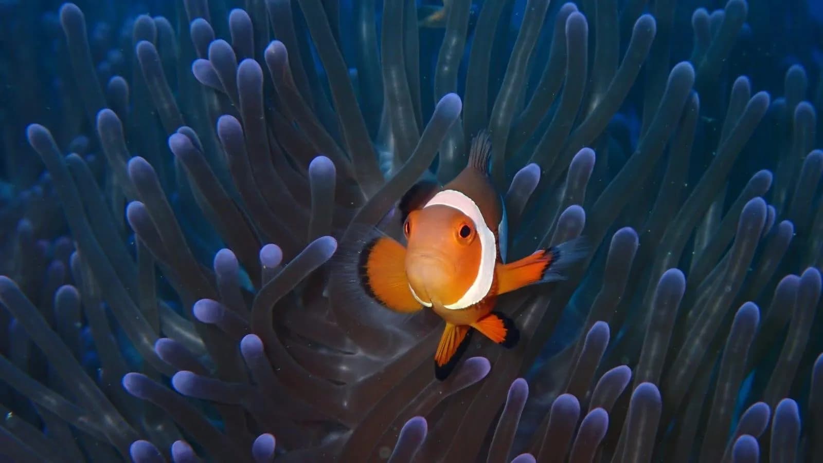 DDM Scuba Diving Palawan
