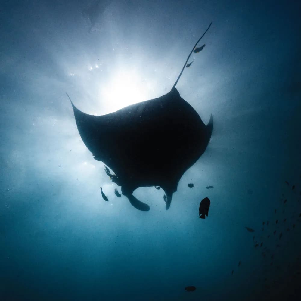 Uncharted Diving Expeditions - Scuba diving Flamingo