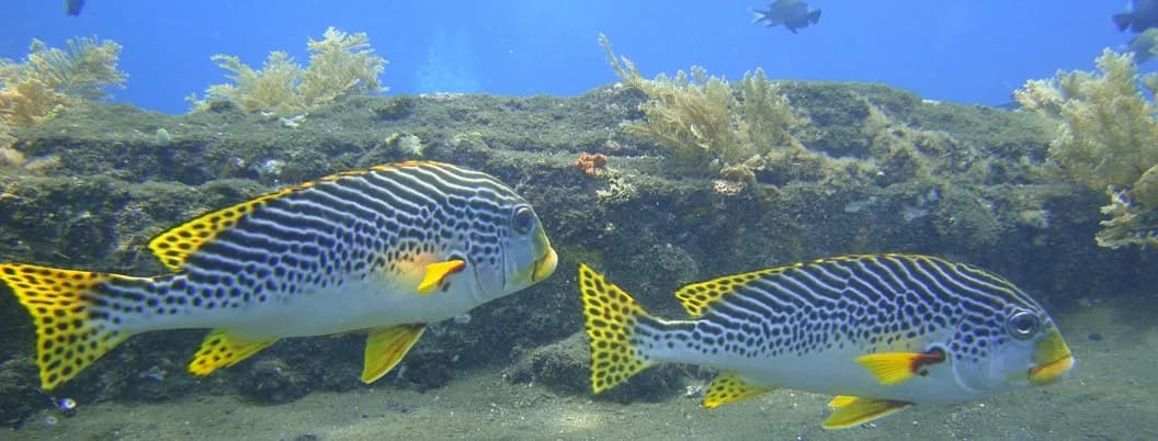 Adventure Divers Bali