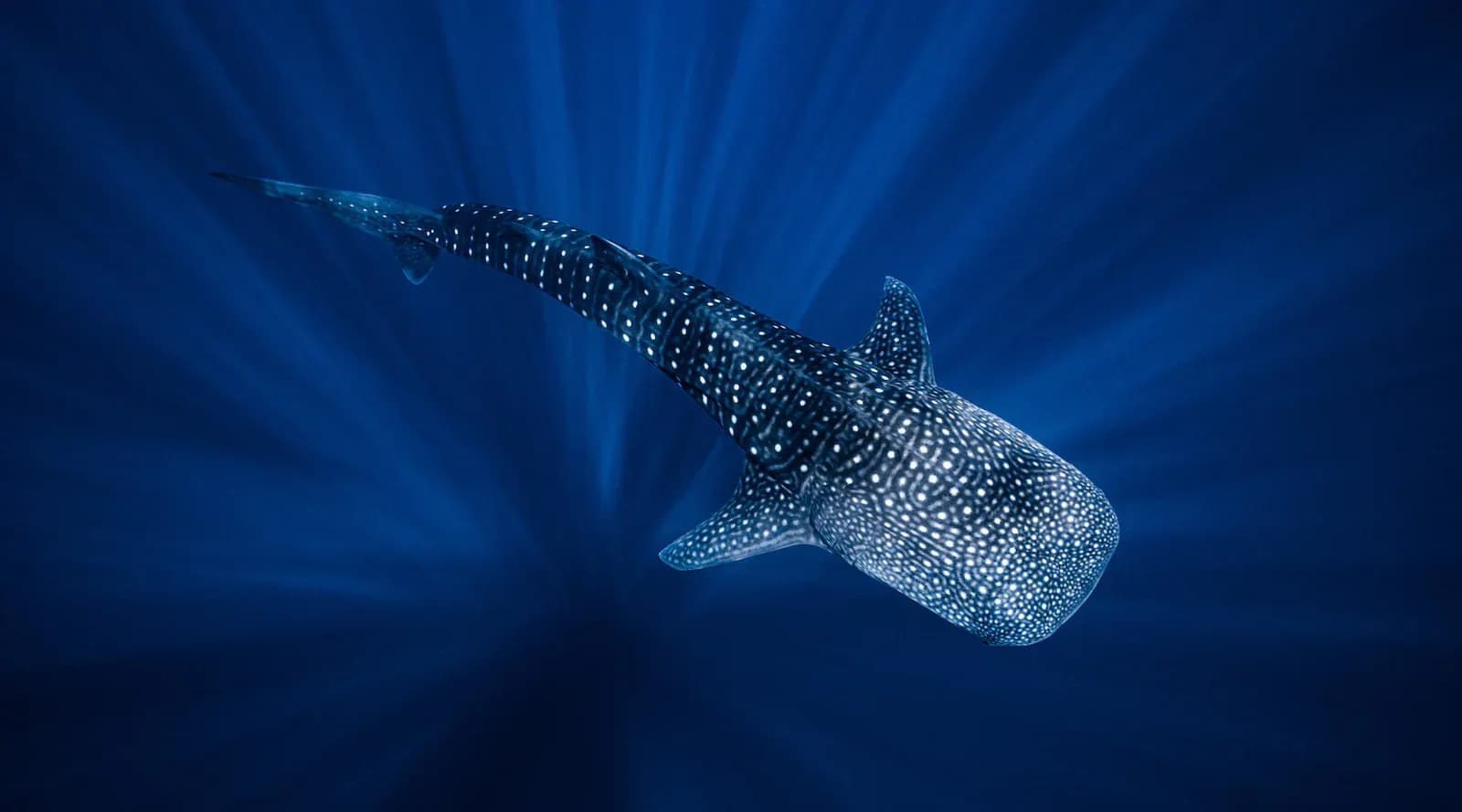 Mafia Island Whale Shark Diving
