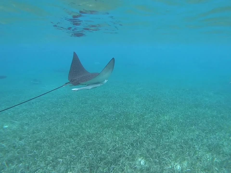Reef Adventures Dive & Tours