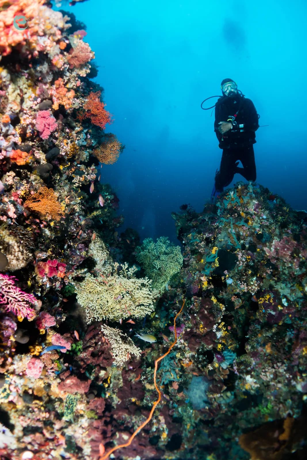 NEREN Diving Komodo - Dive Into Life