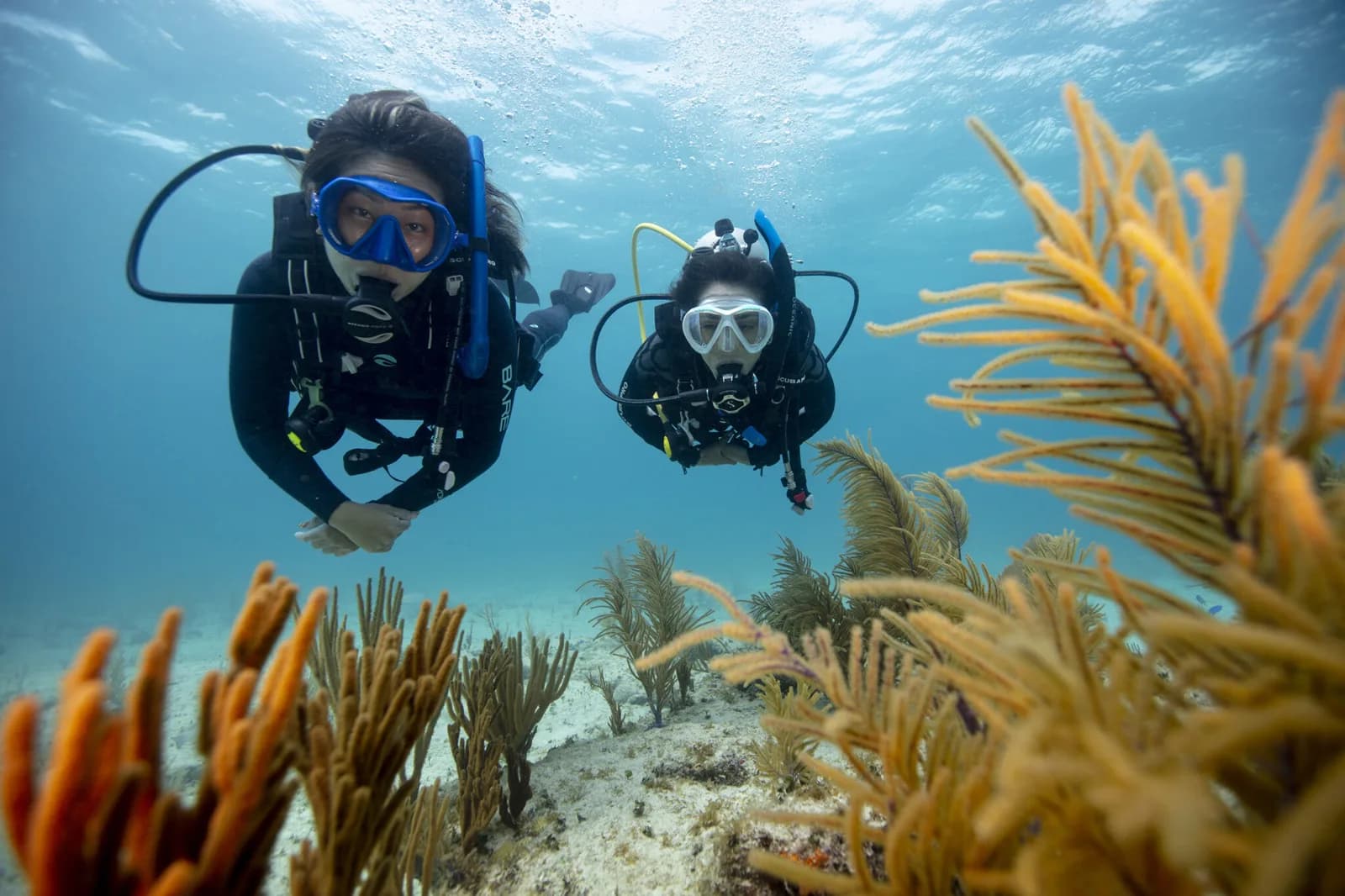 Gnu Diving