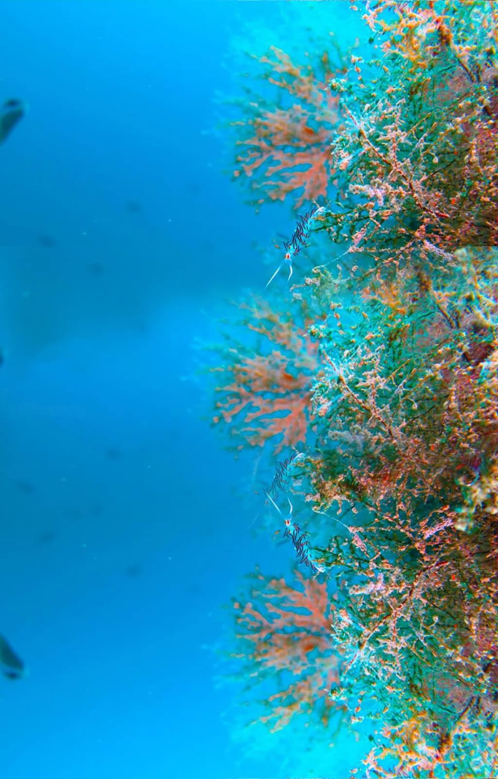 West Coast Divers Mallorca - PADI Dive Resort , Tauchschule, Centro de Buceo, Diving Centre