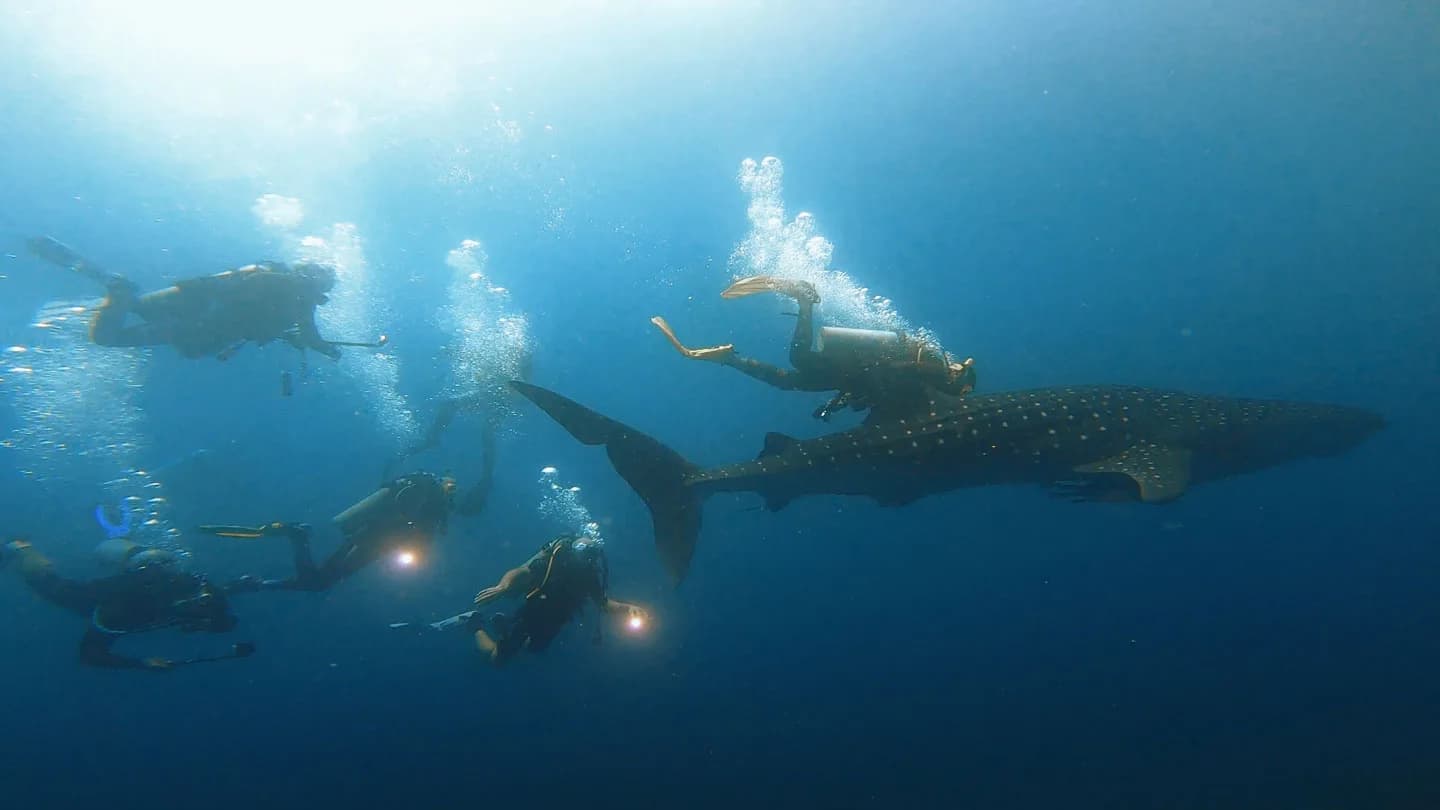 Mobula Diving And Snorkeling Center