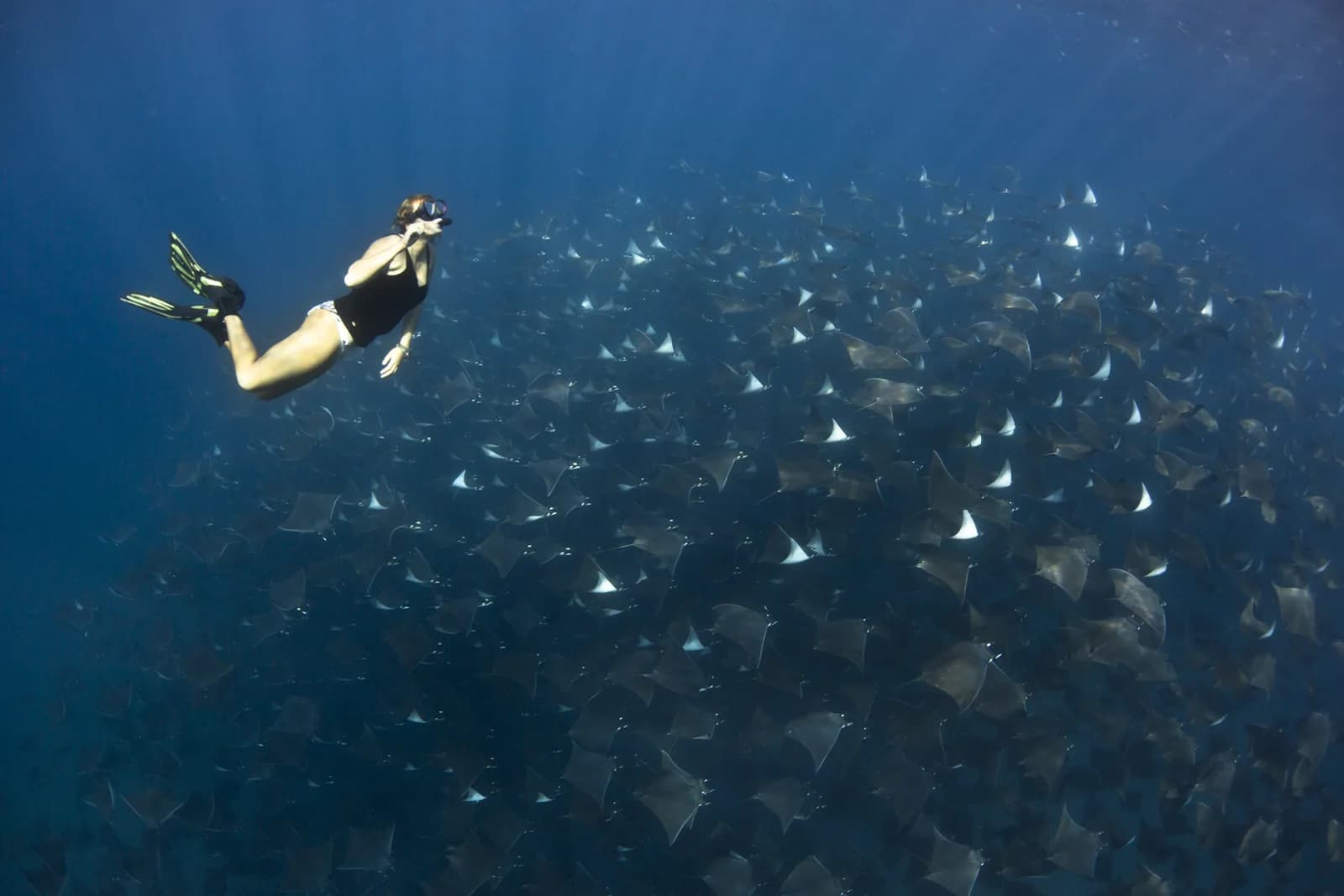 Hammerhead Divers