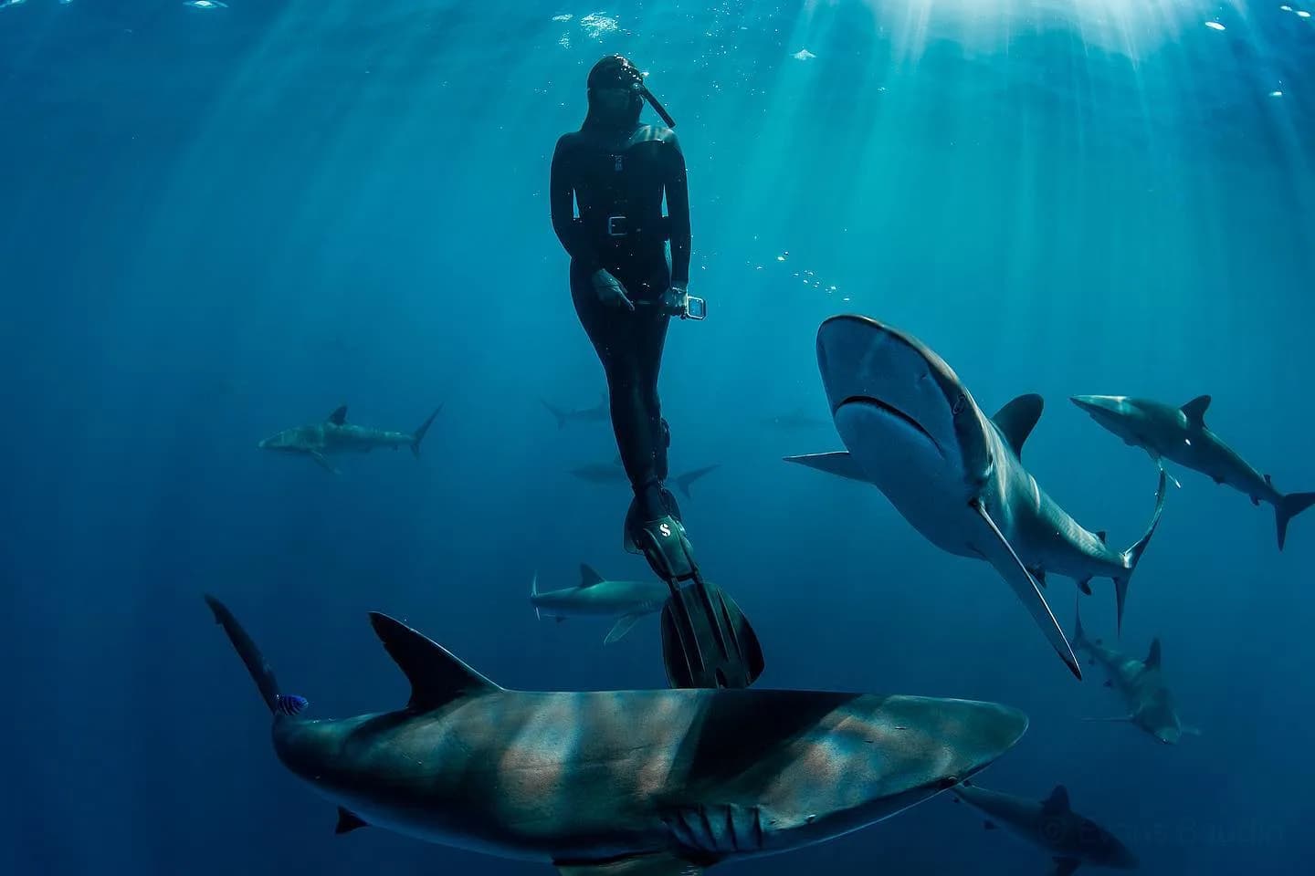 Baja Shark Experience