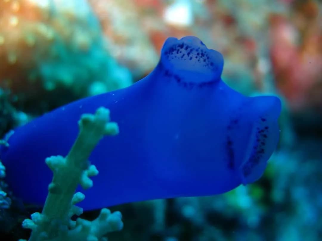 Nemo Divers Bali