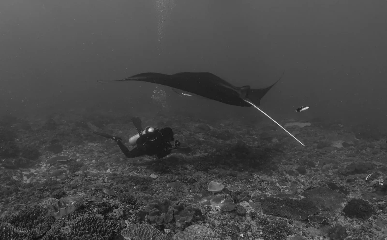 MANTASCAPE DIVING