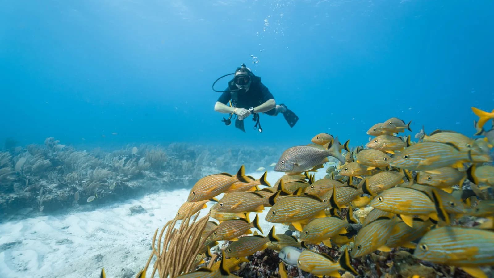Paradise Diving Center