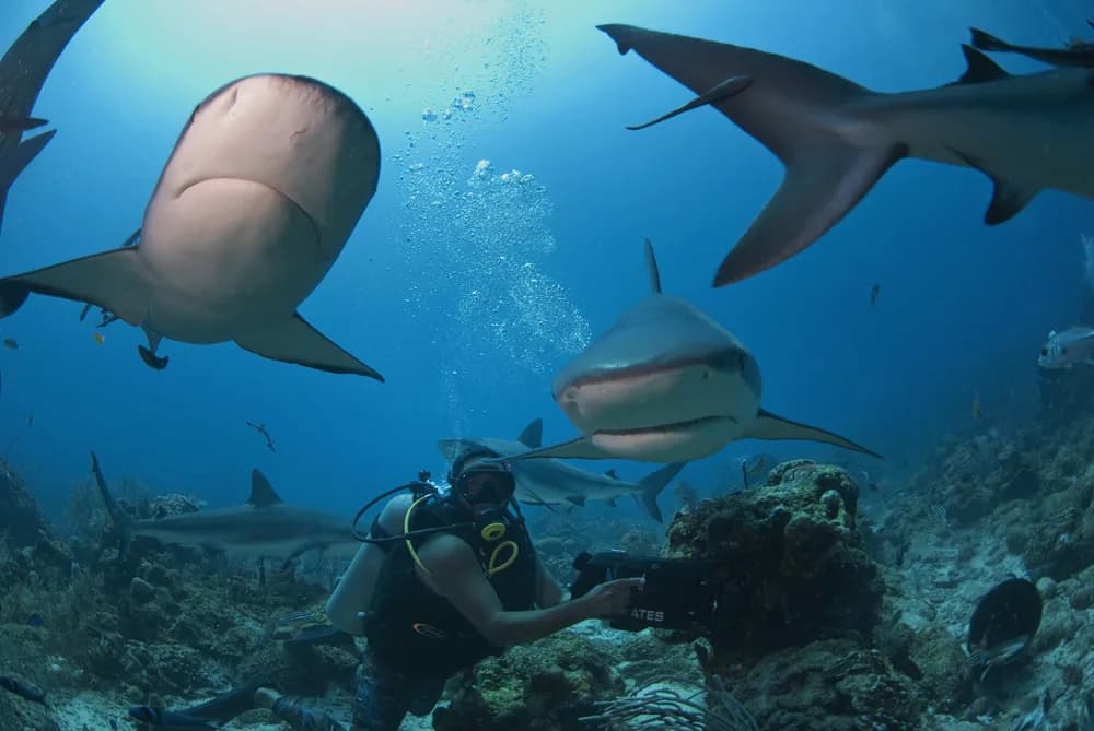 Shark dive