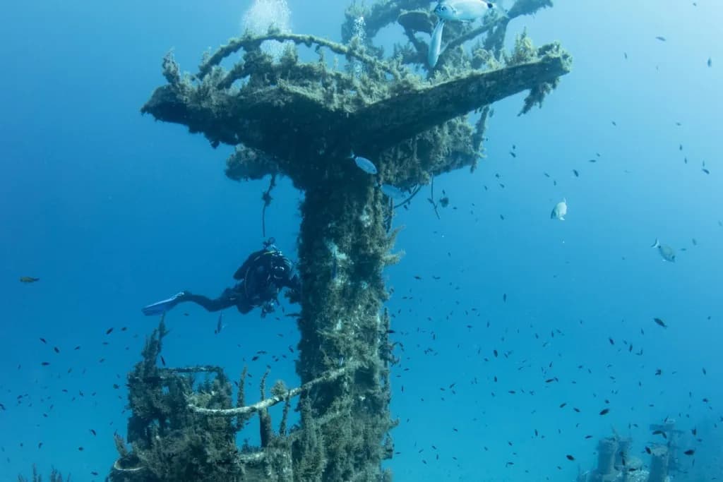Buddies Dive Cove