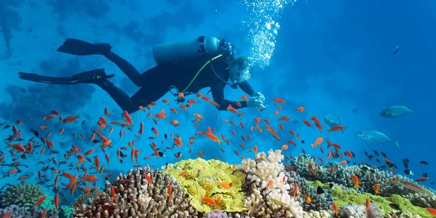 Dive Cypria