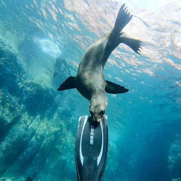 DSDivers Cambrils