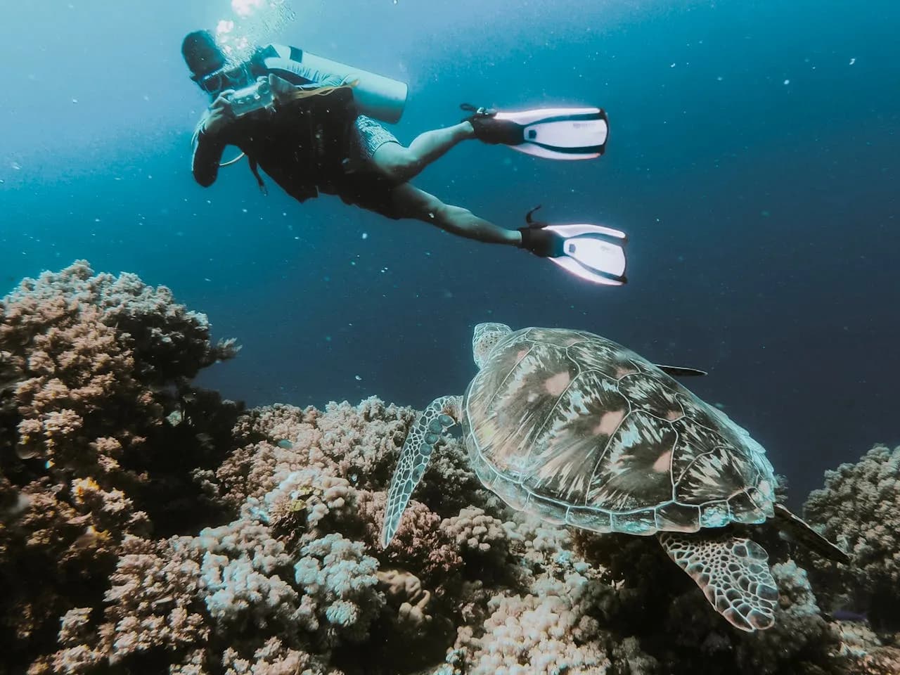 Ohana Diving