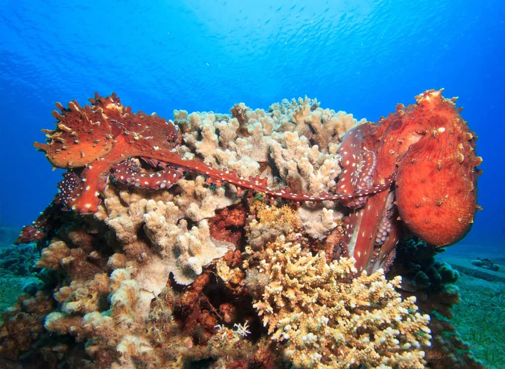 Fantasea Divers