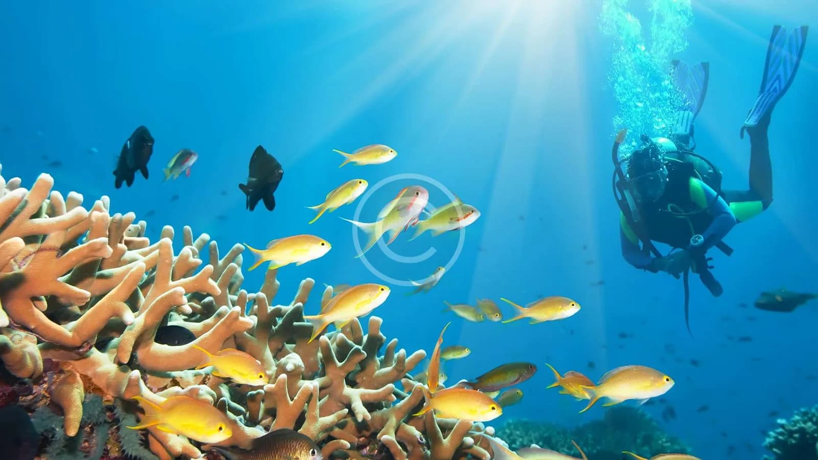 Reef 2000
