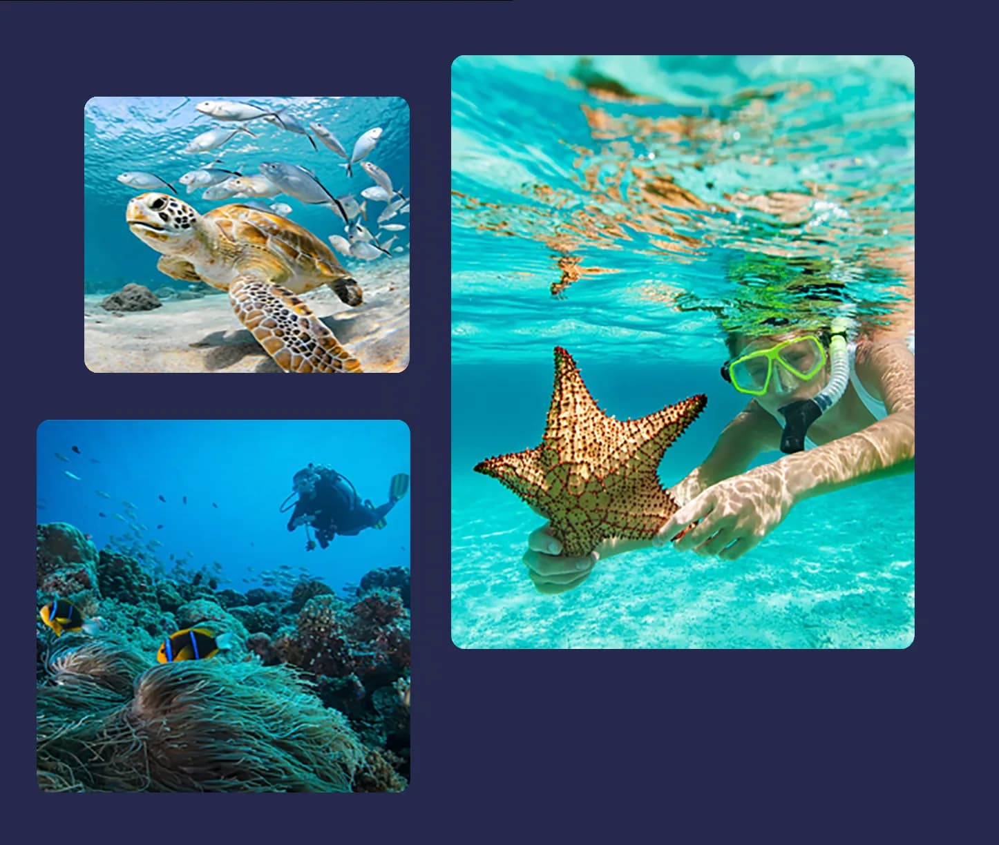 Dive In Sharm