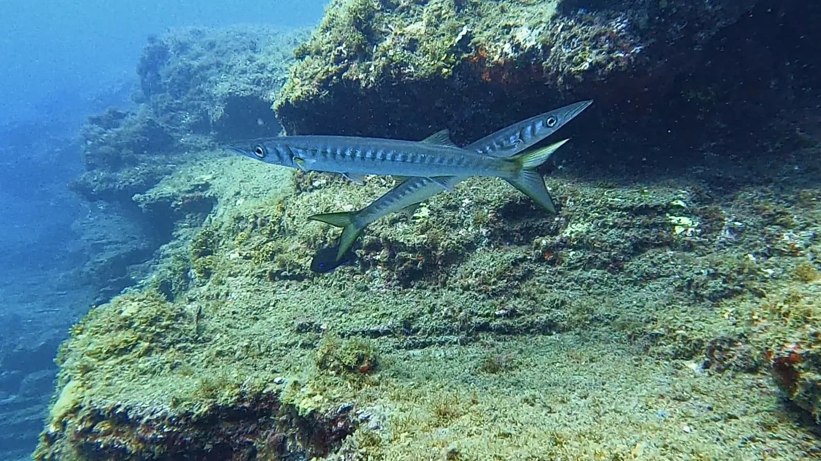 Mon Diving Denia