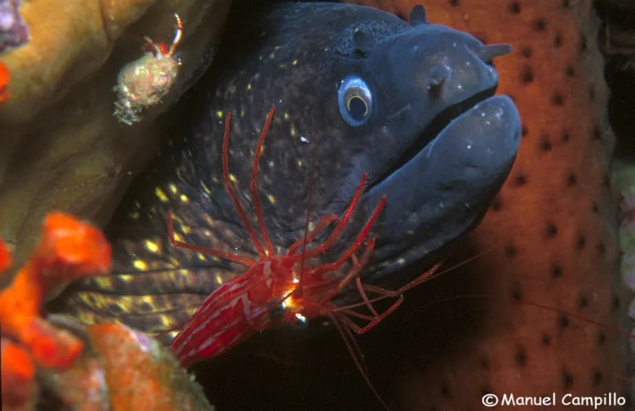 Buceo La Herradura