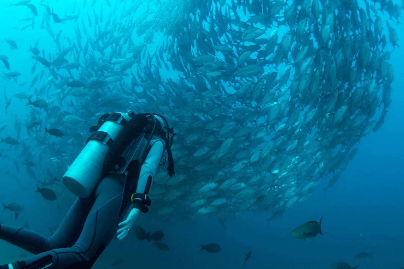 Go Diving