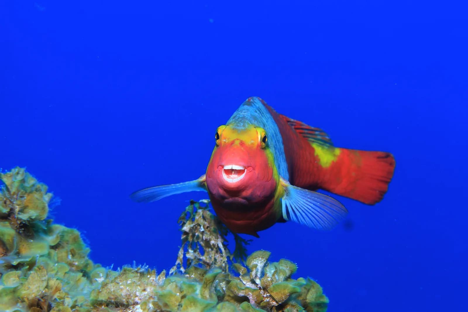 Pama Diving