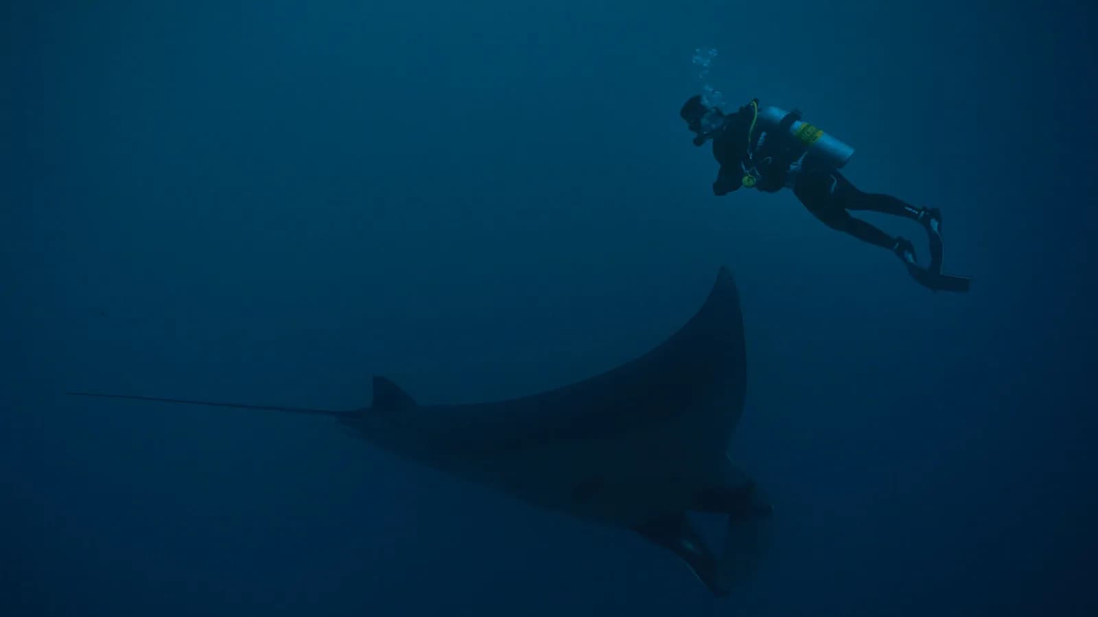 Neel Diving