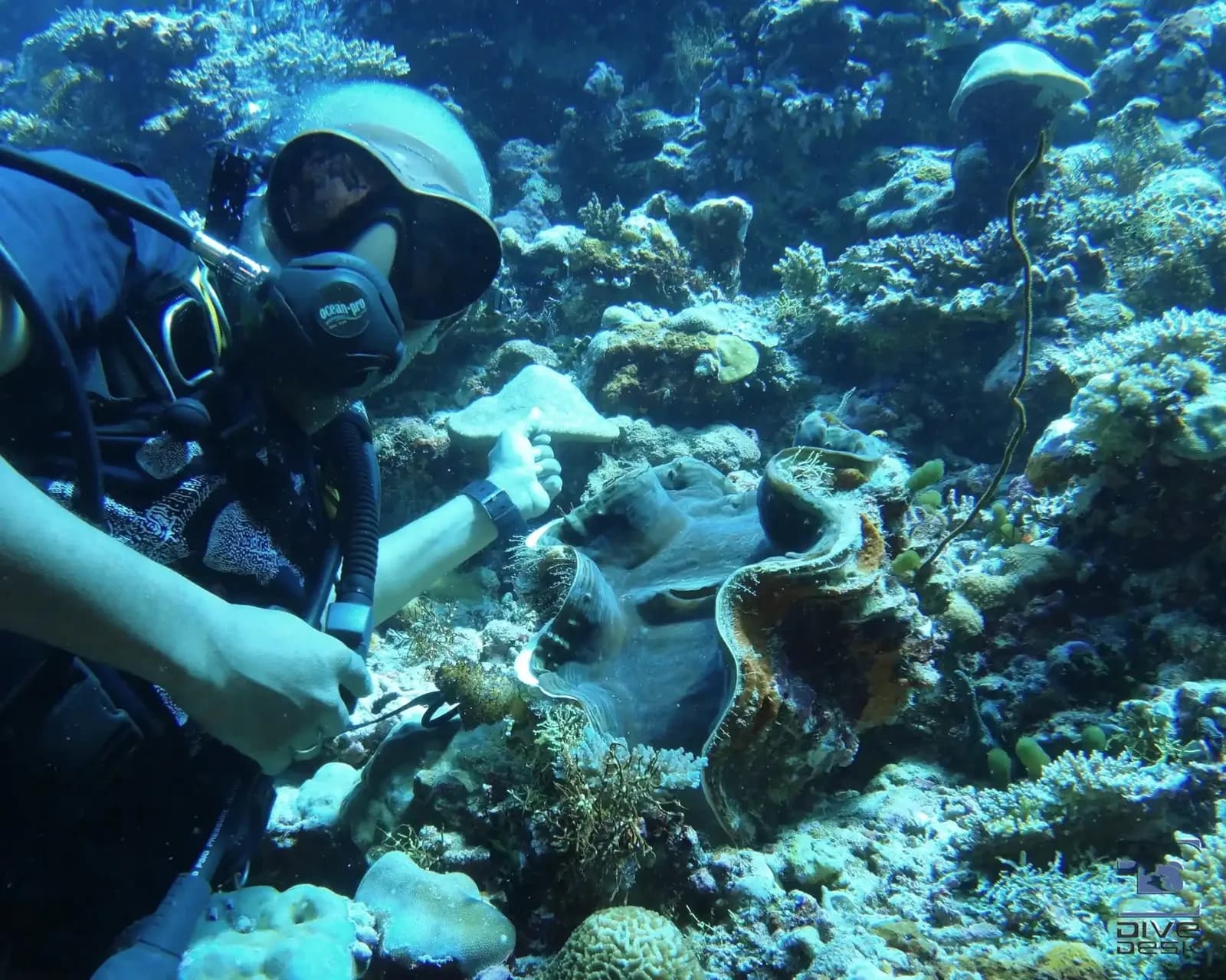 Maldivian Academy of Diving