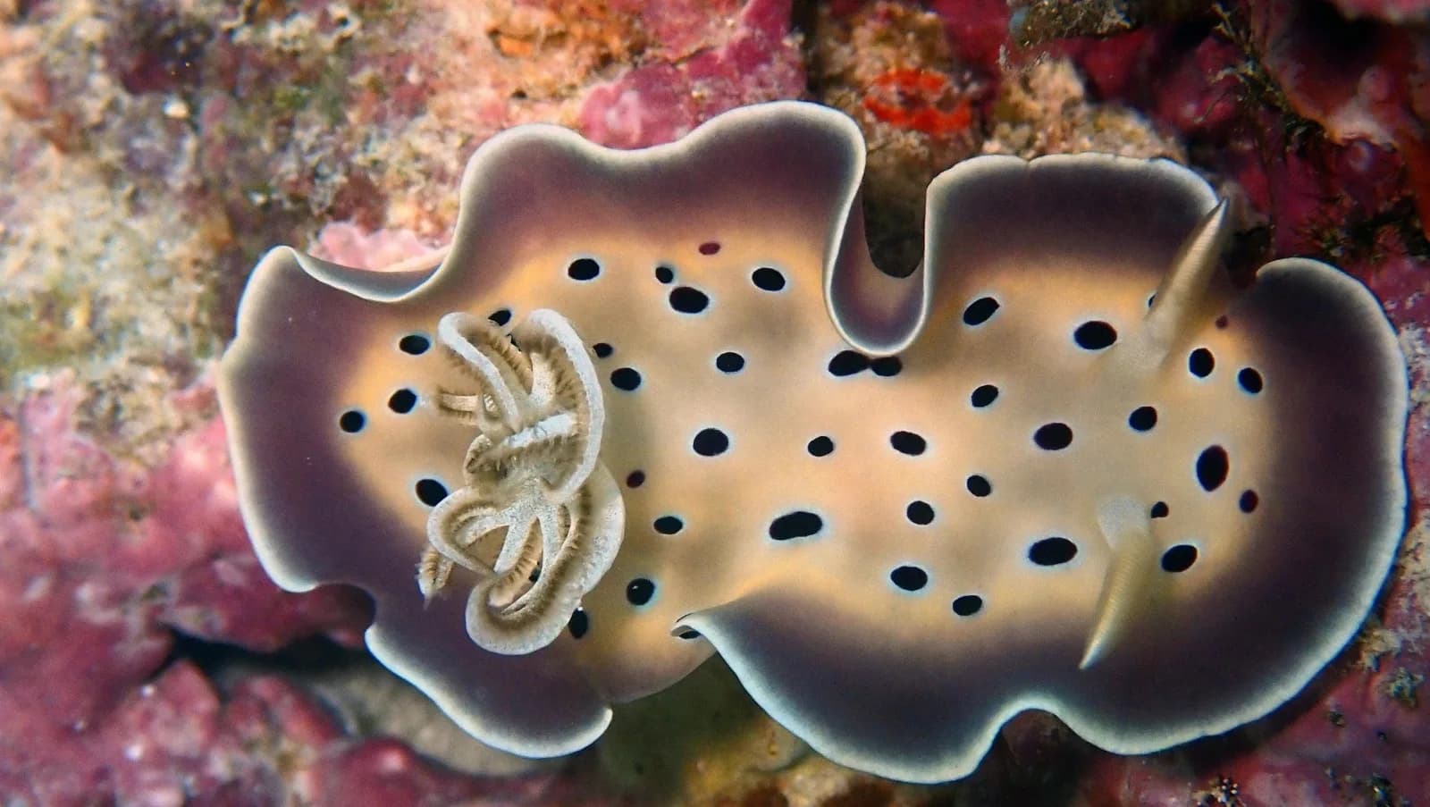 Sea Star Diving