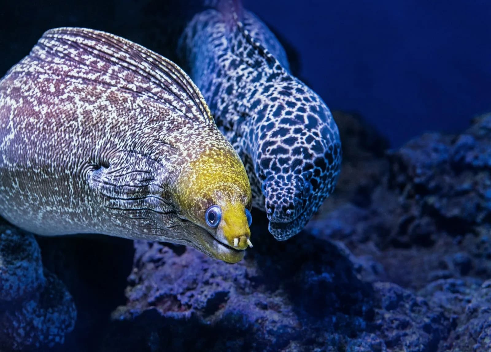 Endheri Dive Center