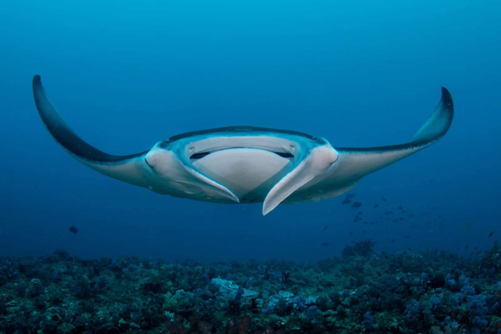 Tofo Scuba