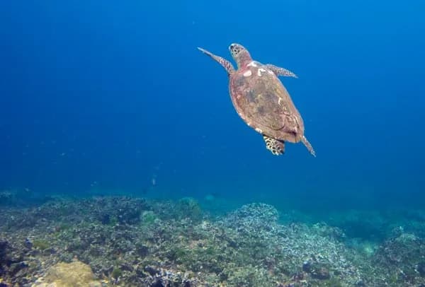 Go2Similan Diving & Snorkeling Center