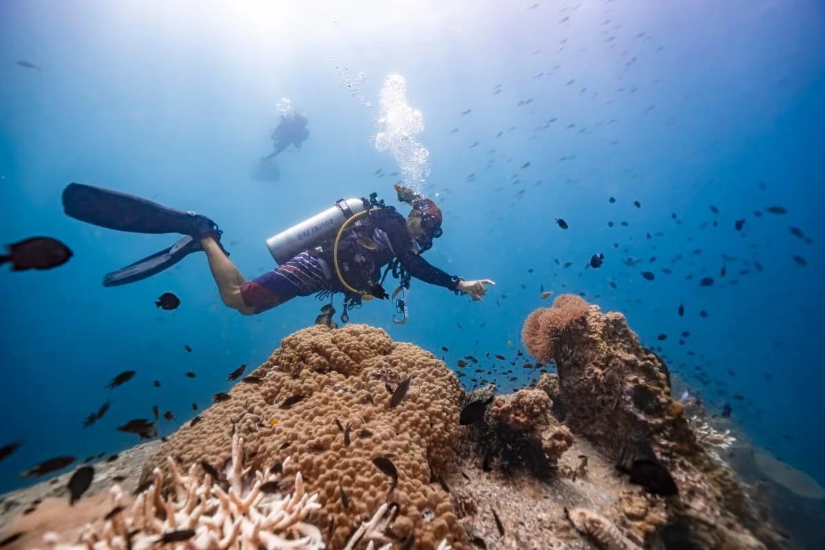 Isla Tortuga Divers