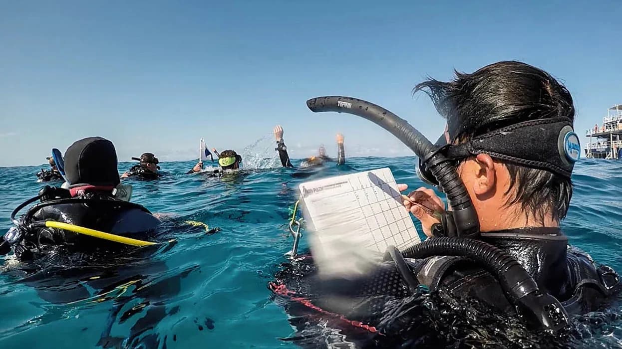 Aqua One Dive