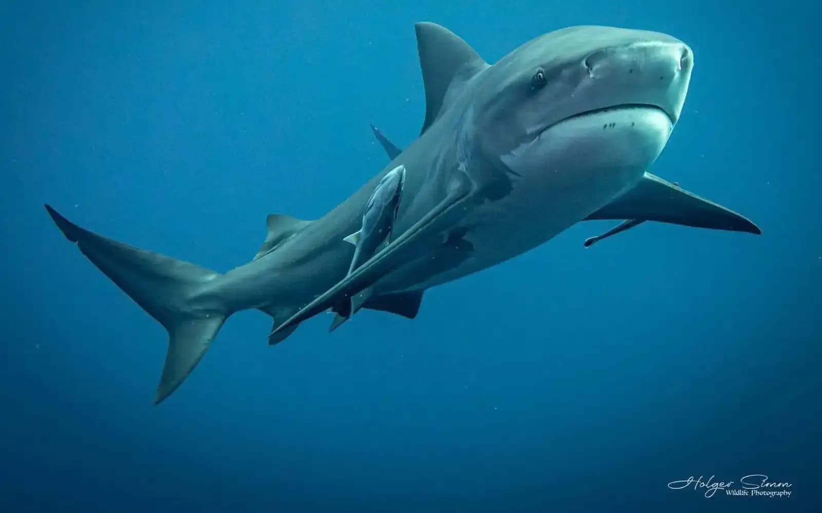 Dive In Adventure Tours