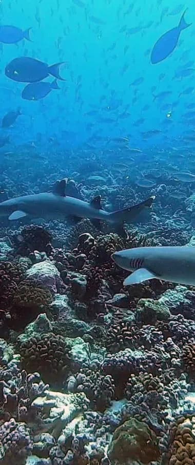 Raie Manta Diving Tikehau