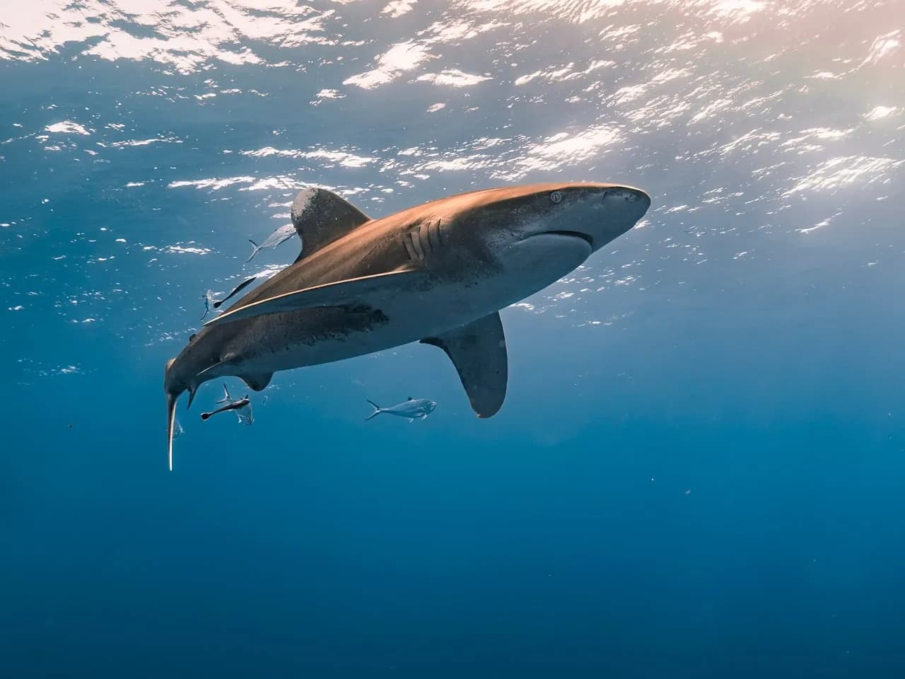 INTERMARE DIVERS