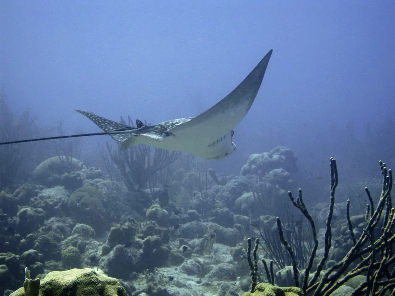 Sodwana Bay Lodge Scuba Centre