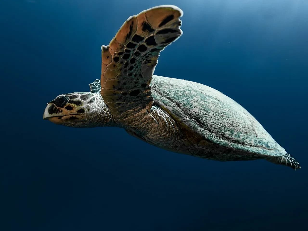 Maafushi Scuba