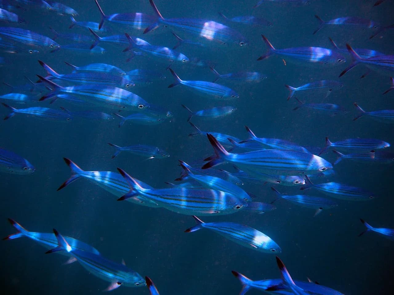 Il Careno diving center