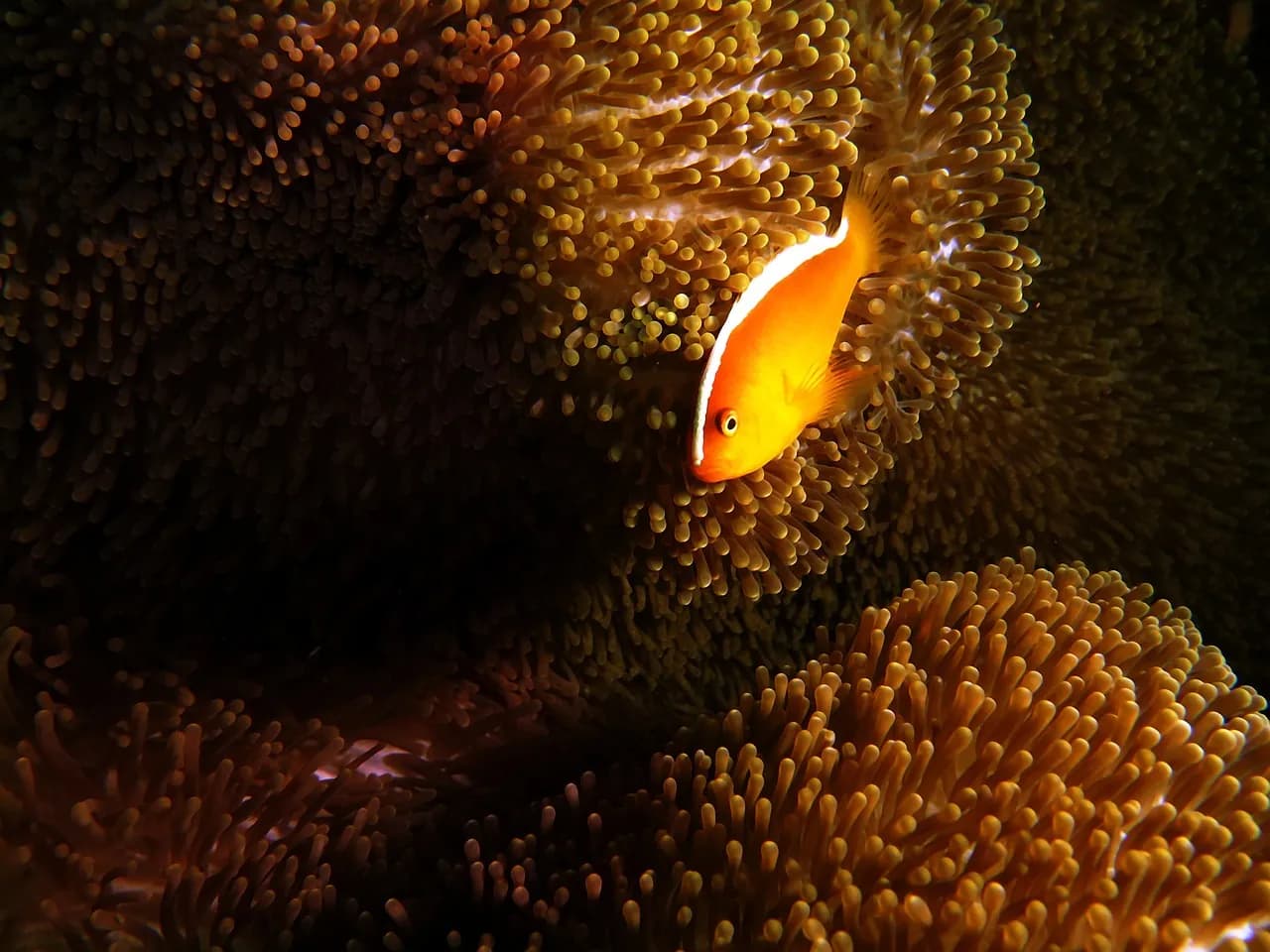 Lombok Dive, Lombok Diving
